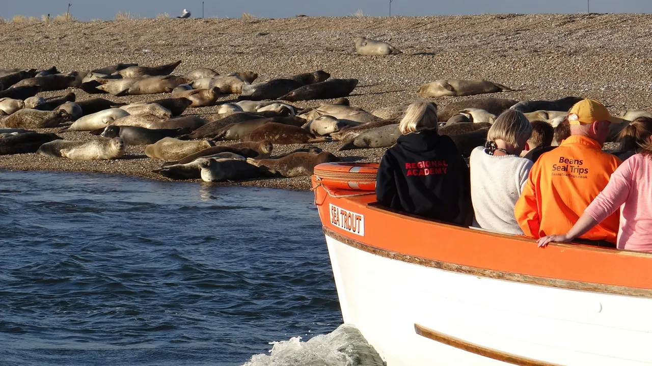 Visitors on an orange and white boat observe a large colony of seals resting on a shingle beach.