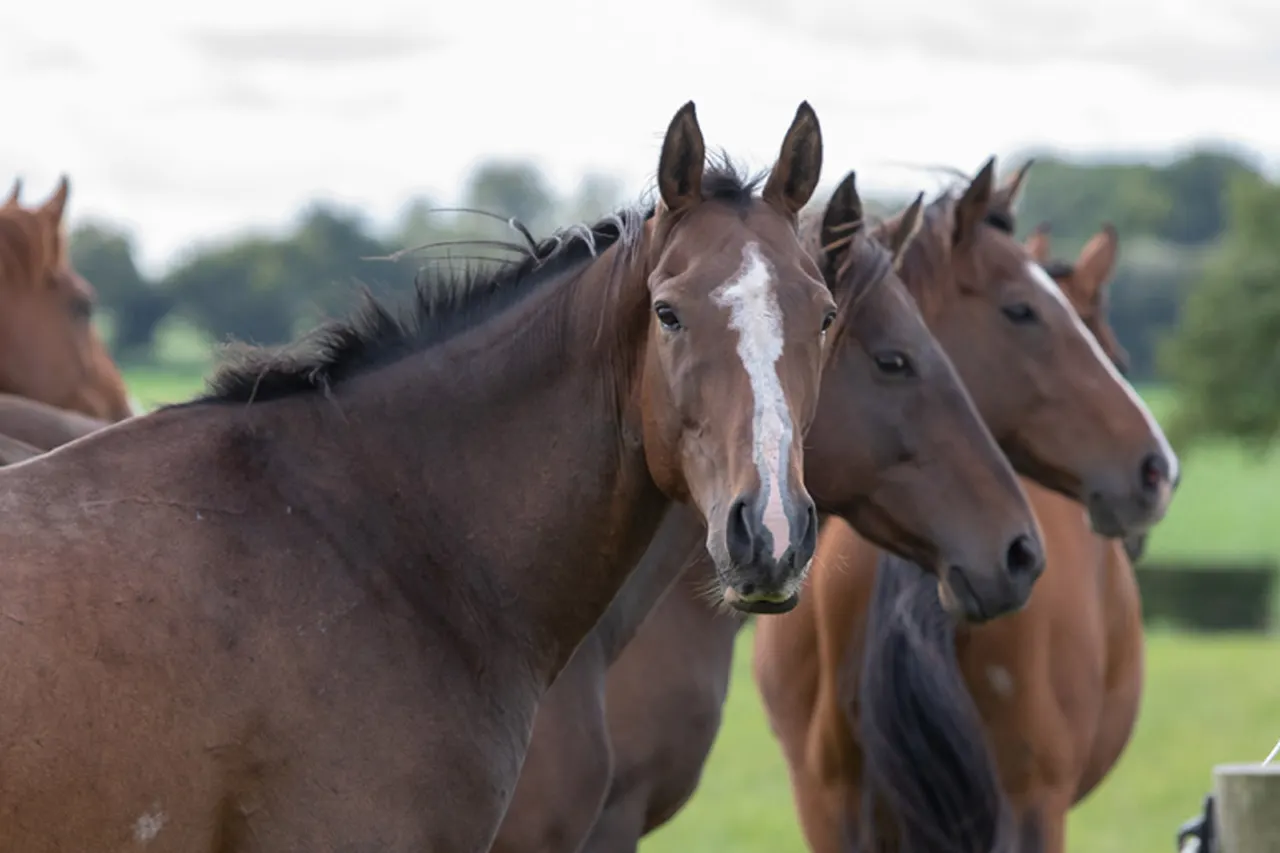 Group of horses standing in a grassy field, with one bay horse with white blaze facing the camera in the foreground.
