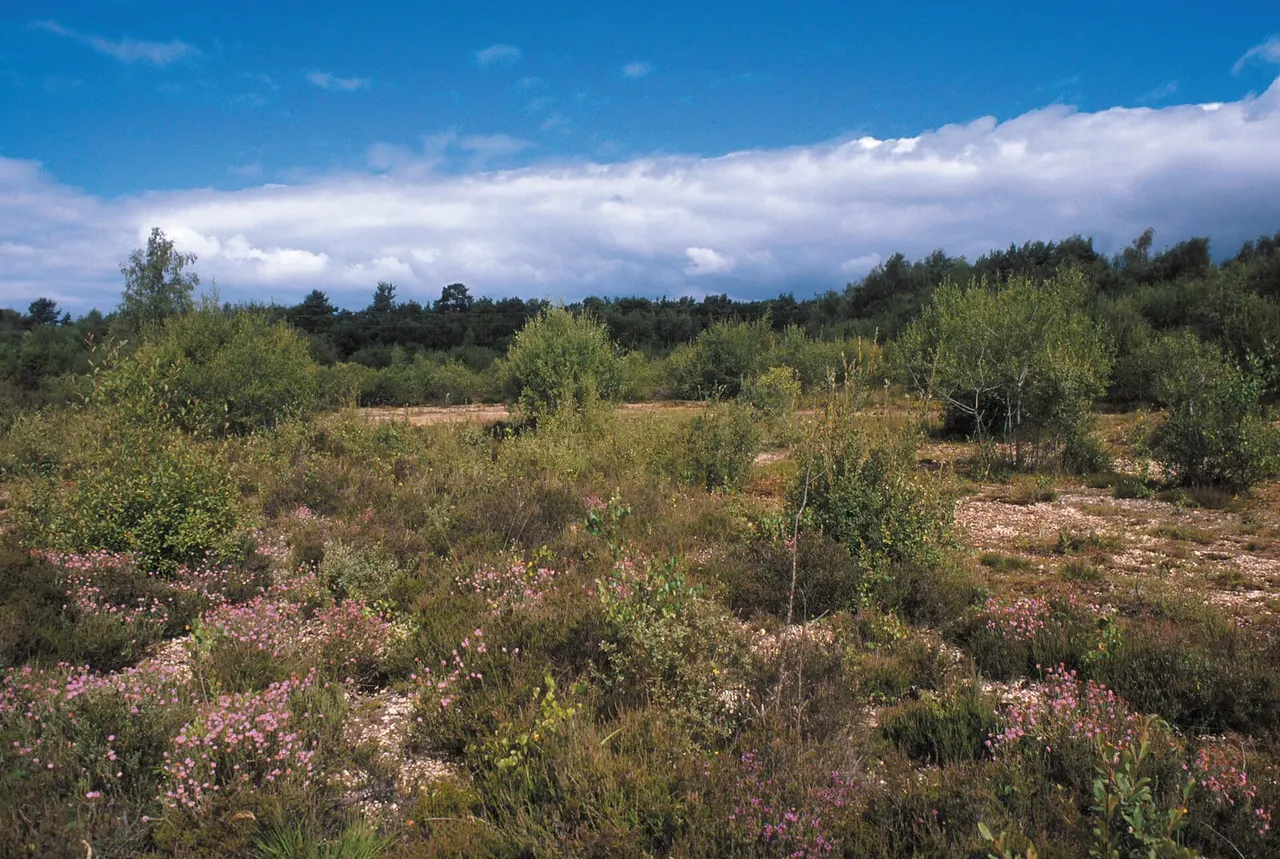 Wildflower meadow with pink flowers, shrubs and trees under blue sky with white clouds.