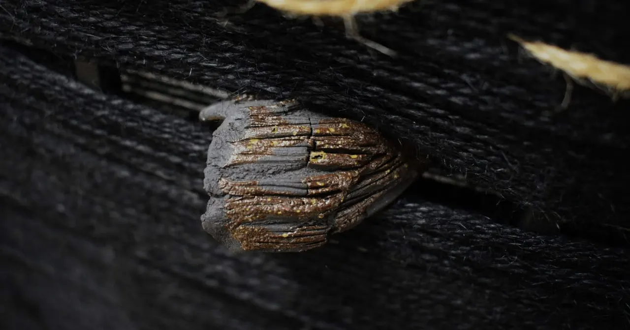 Close-up of a shellfish attached to dark, wet rock with golden-brown detailing visible.