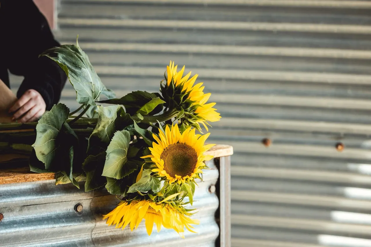 Person holding fresh sunflowers with green leaves over a rustic metal container.