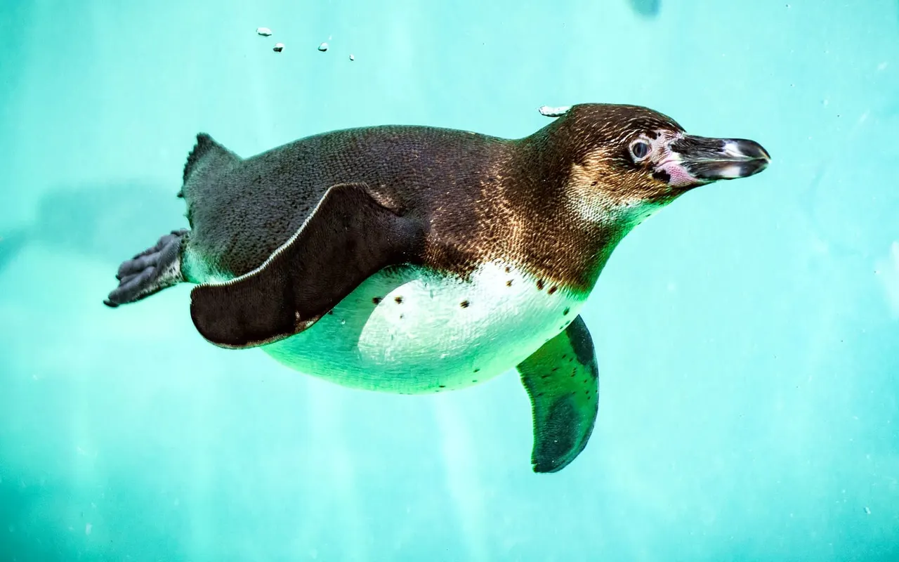 Humboldt penguins