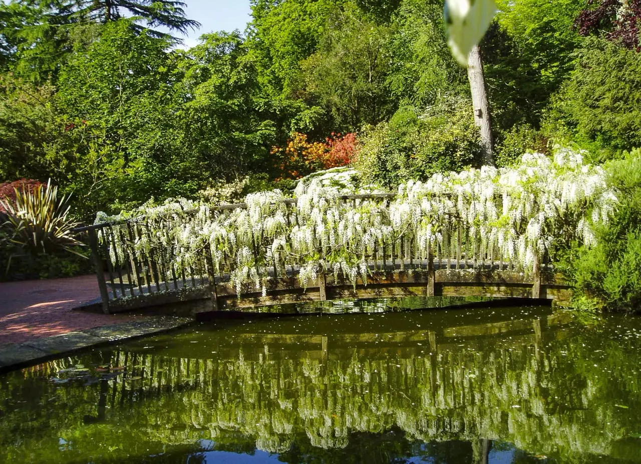 White wisteria blooms cascade over a wooden pergola spanning a pond, with lush green trees and foliage surrounding the gardens.