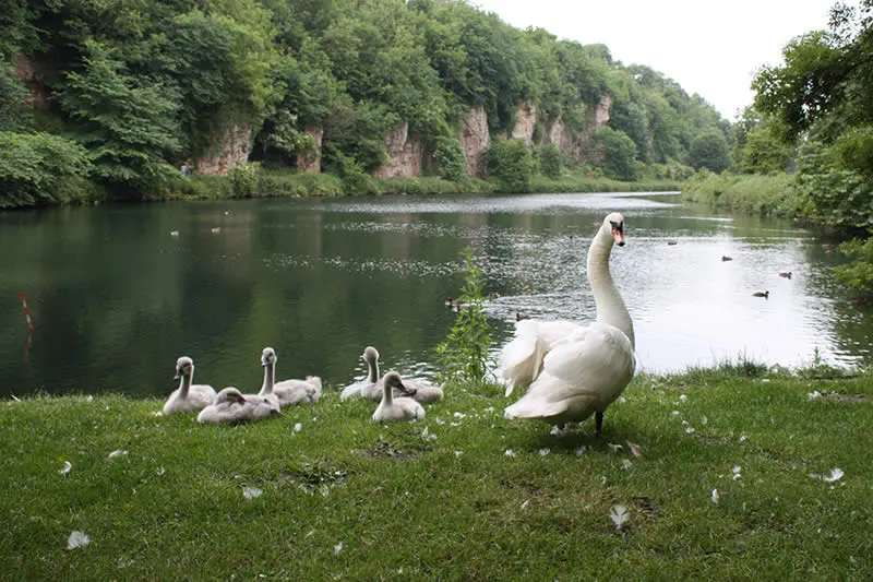 Swans on the lake between limestone cliffs in Creswell Crags gorge