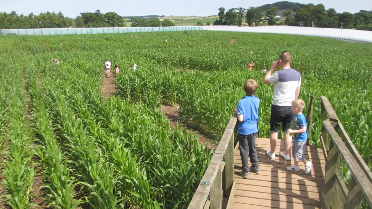 Adults and children walking on wooden boardwalks through a tall corn maze on a sunny day.