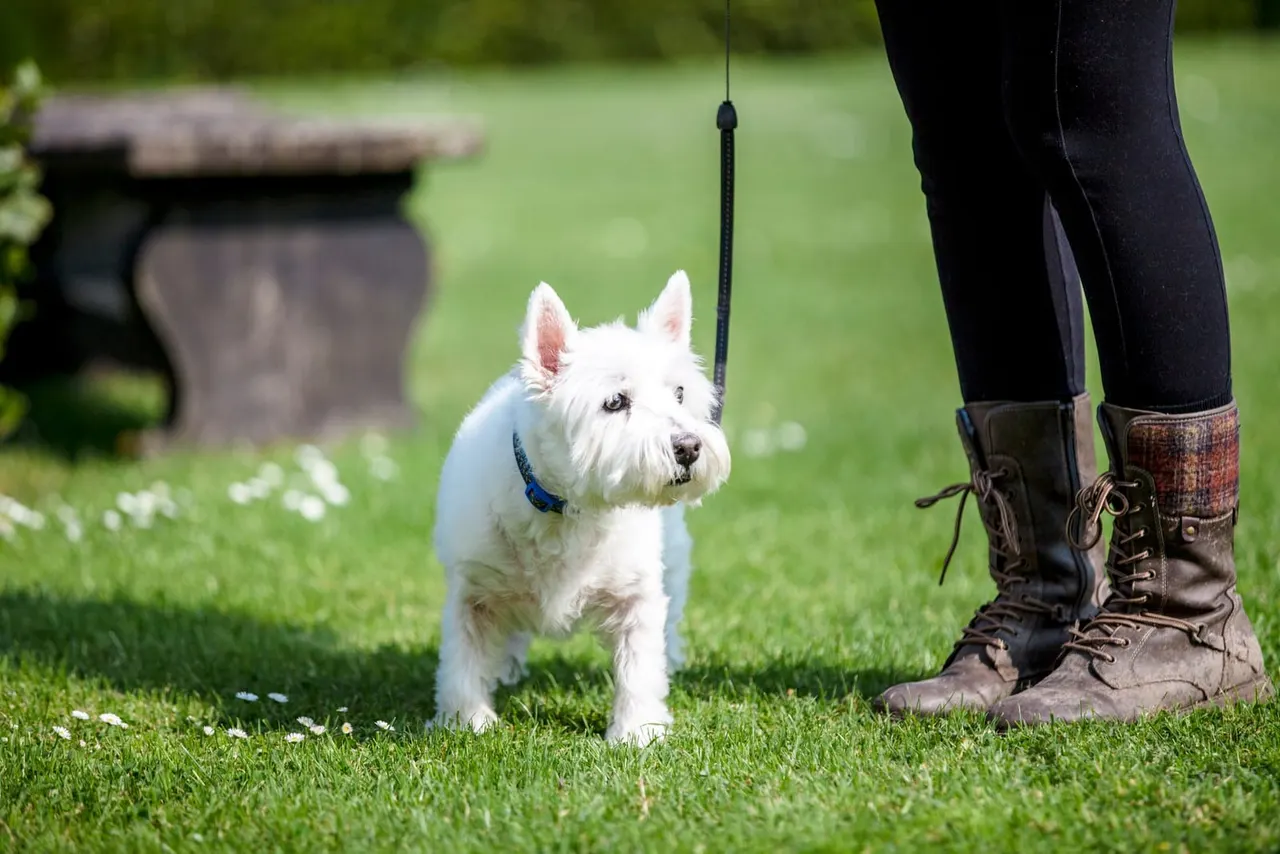 White dog on a lead standing on grass beside a person wearing boots.