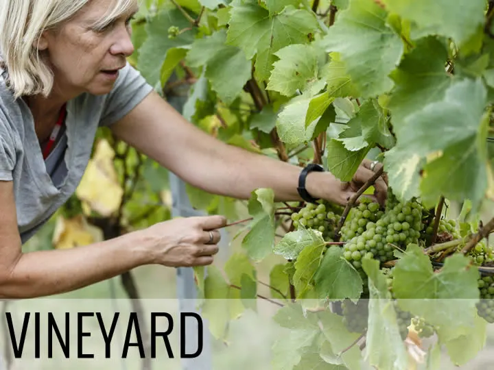 Woman harvesting green grapes from grapevines in a vineyard.