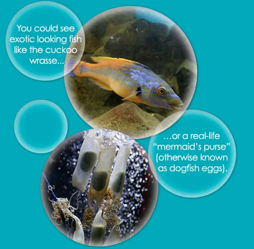 Fowey Aquarium
