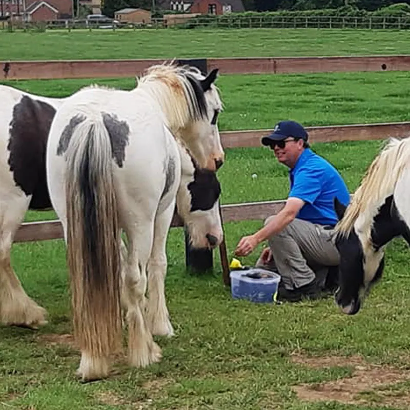 Man in blue shirt feeding horses in a grassy paddock with wooden fencing.