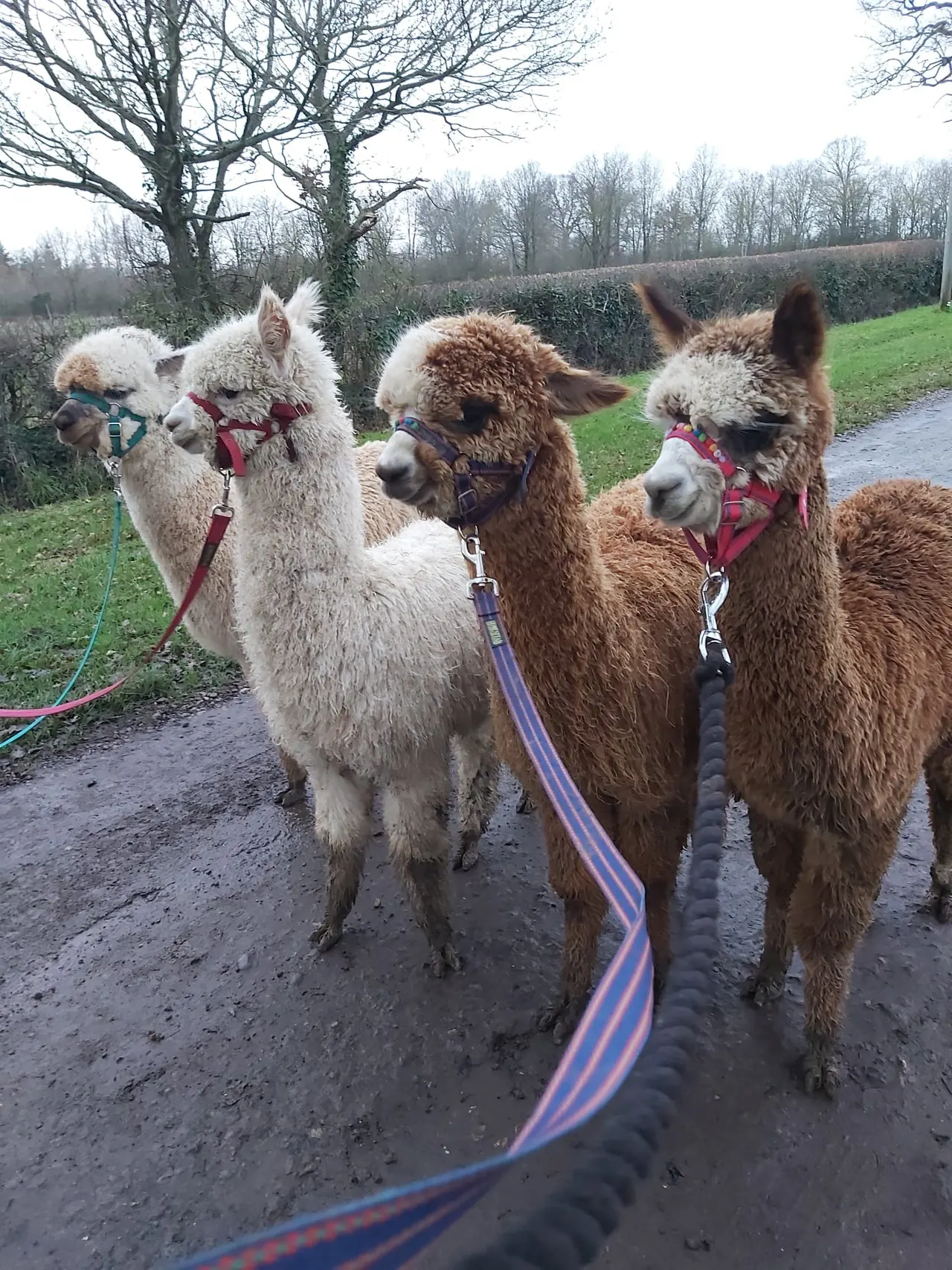Four alpacas on leads being walked along a country lane in winter.