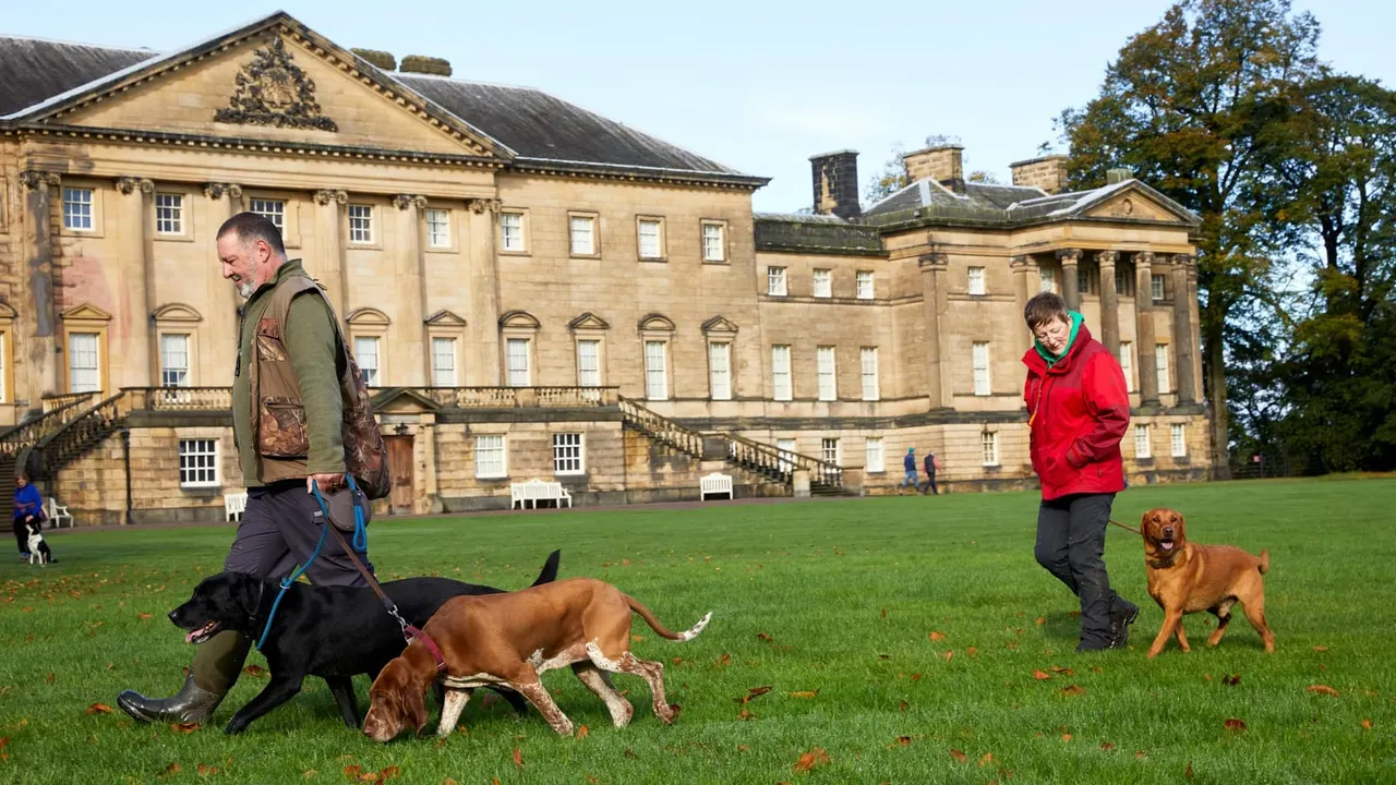 Two people walk with four dogs on a green lawn in front of a large stone mansion on a clear autumn day.