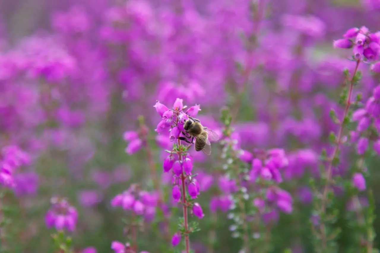Bee foraging on bright magenta flowers in a flowering field.