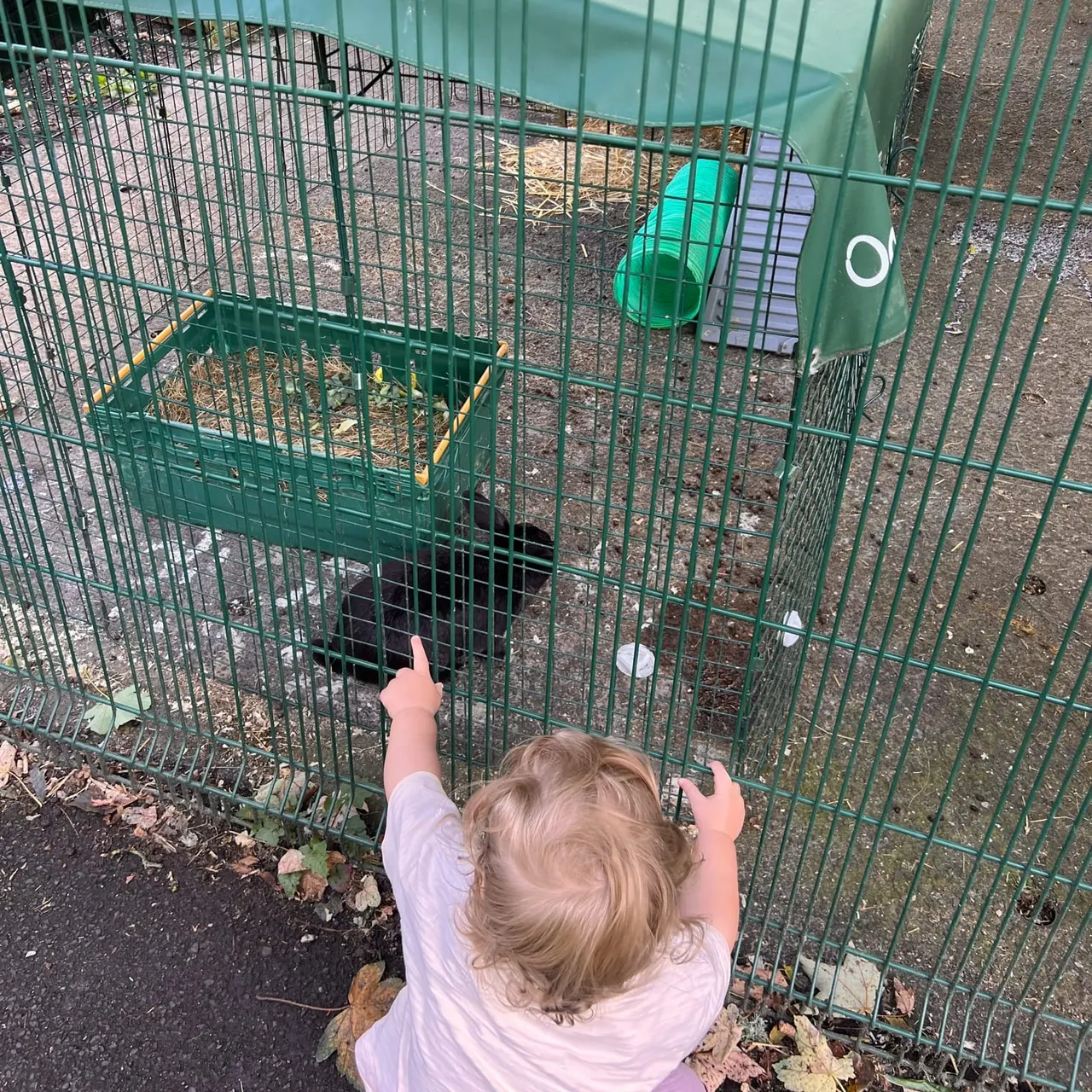 A young child stands at a green enclosure, reaching toward farm animals inside including what appears to be a dark-coloured animal and enrichment toys.