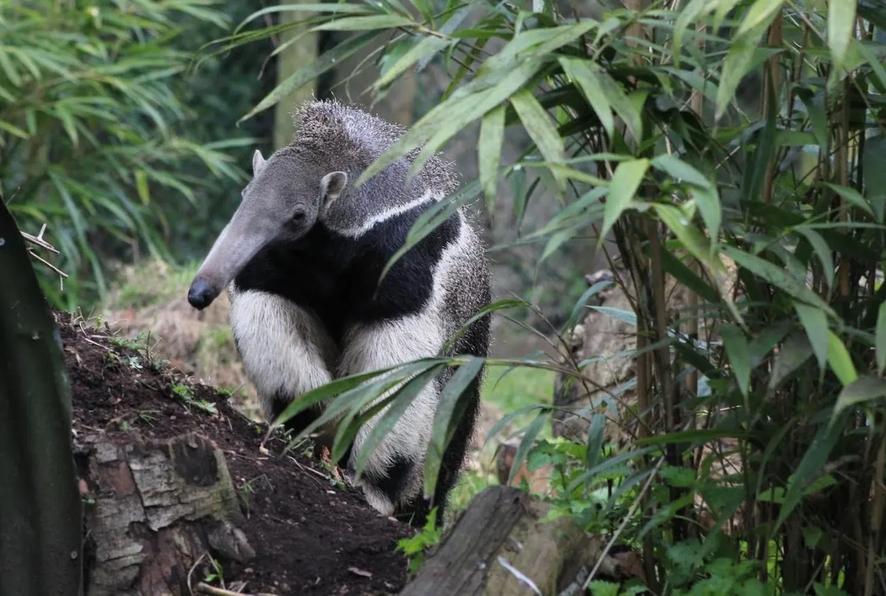 An anteater foraging amongst green foliage and logs in a zoo enclosure.