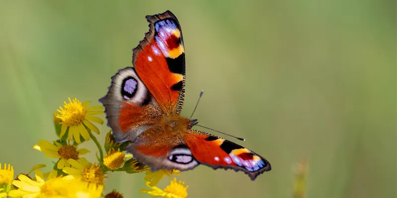 Peacock butterfly with red wings and distinctive eye-spots perched on yellow flowers against a soft green background.