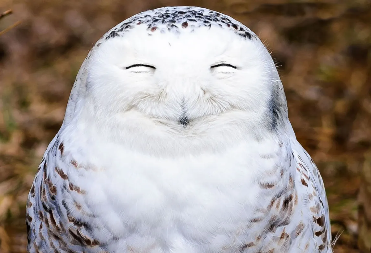White owl with dark markings on head and wings, eyes closed, against blurred natural background.