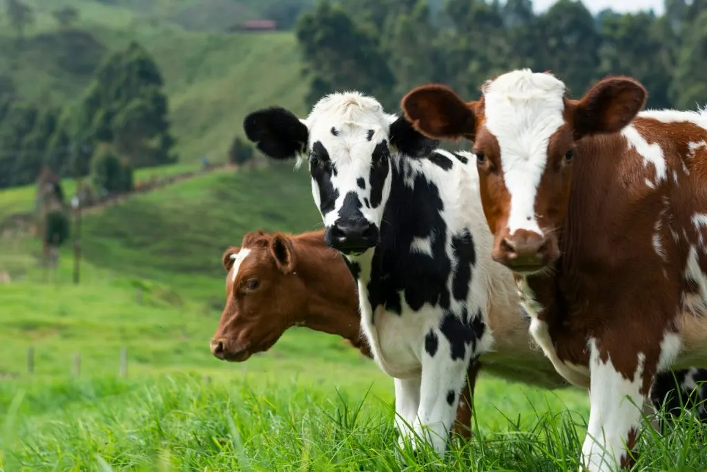 Cattle standing in a green pasture with forested hills in the background.
