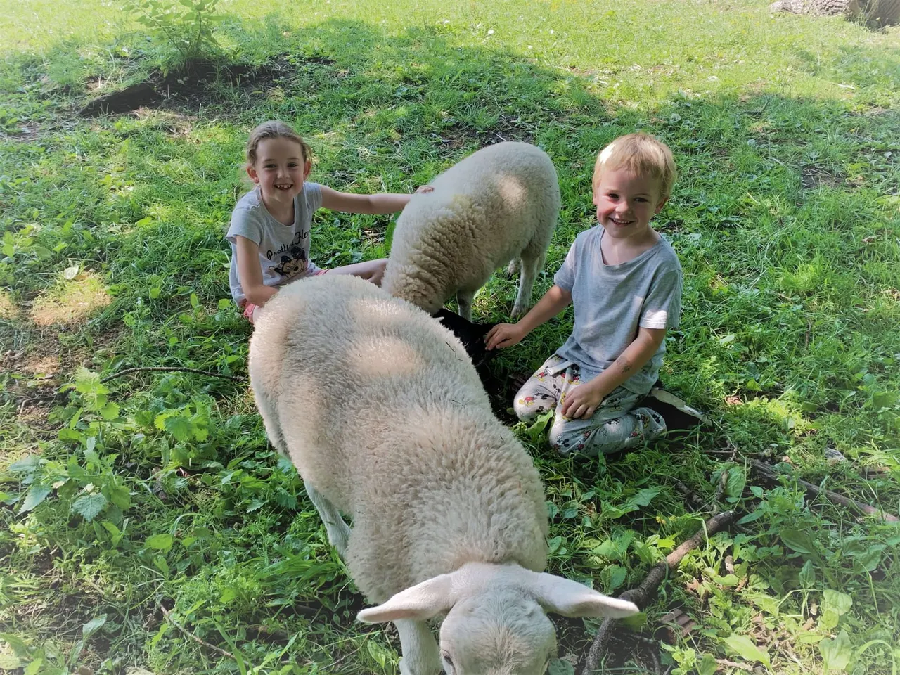 Two young children petting sheep in a grassy paddock at a farm.