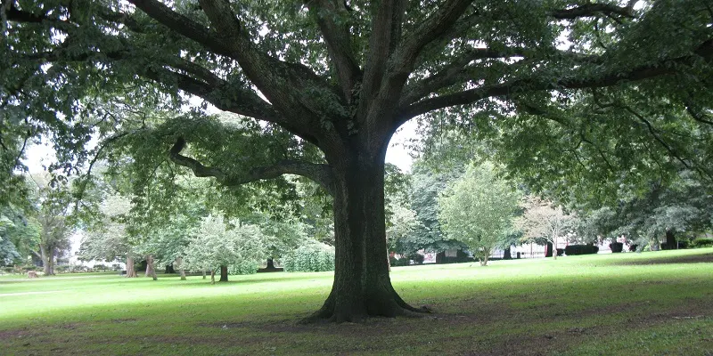 Large mature tree with spreading branches in open parkland with manicured grass and scattered trees.