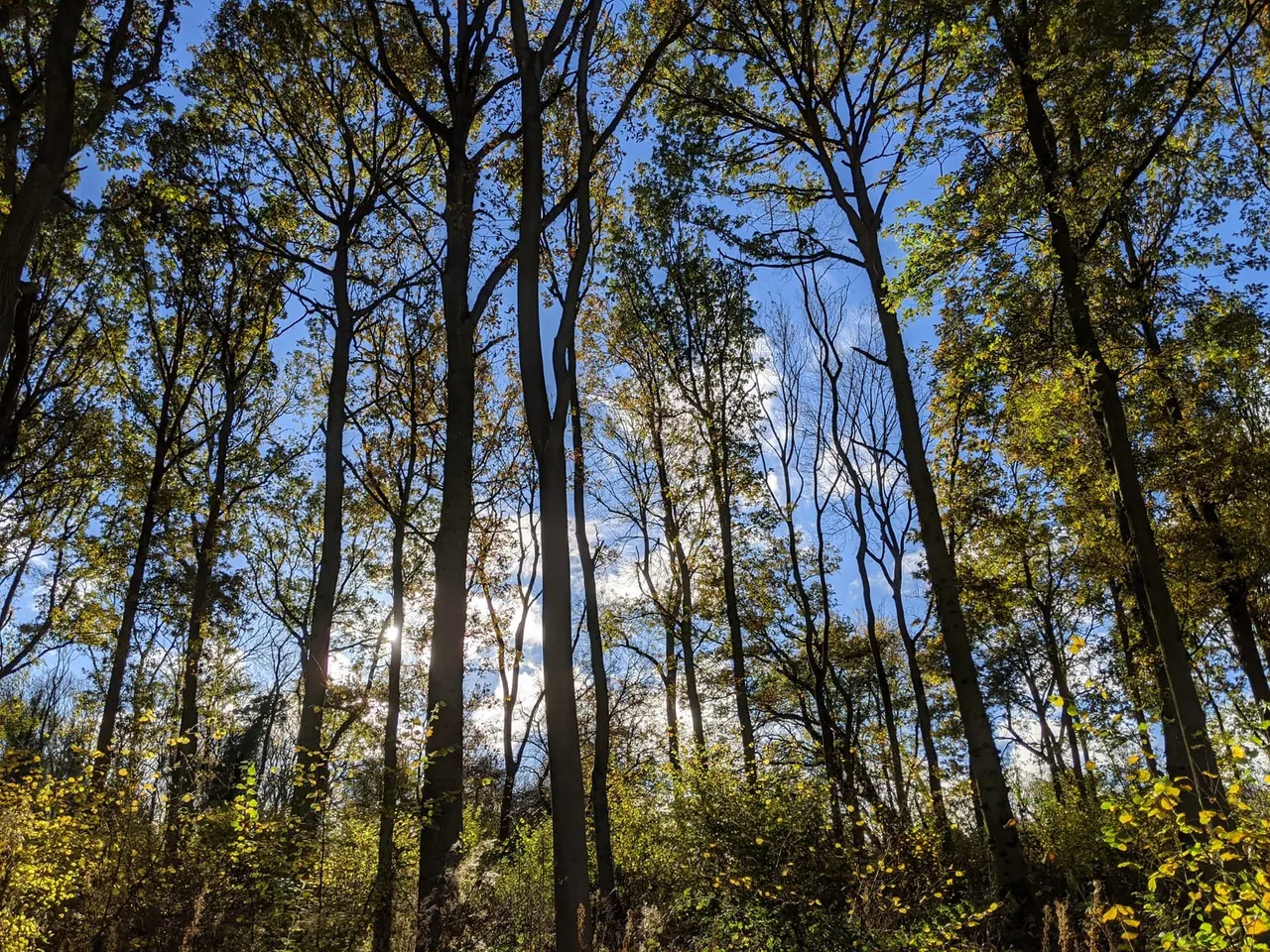 Tall deciduous trees with yellow-green spring foliage viewed from below against blue sky.