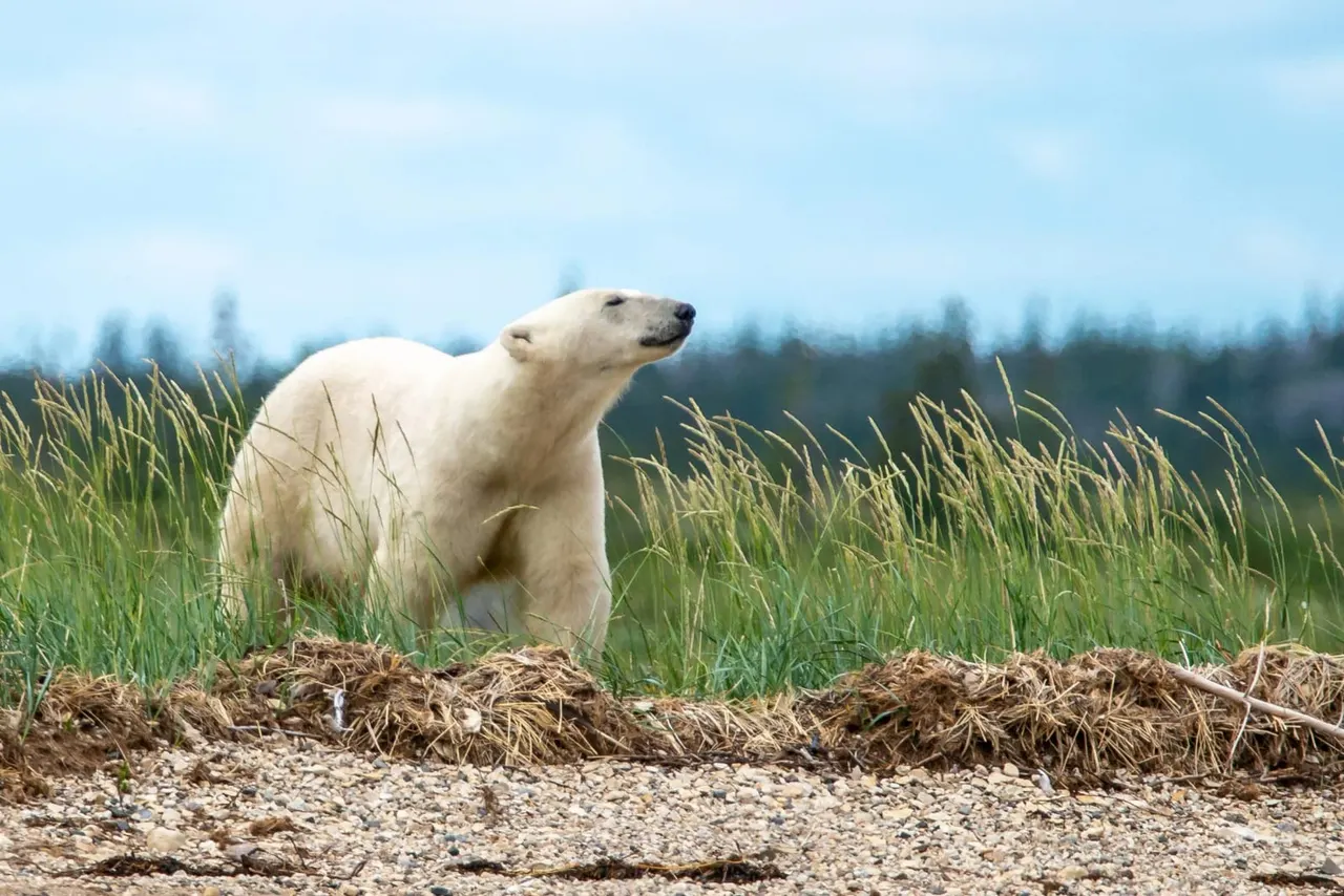 Polar bears at Peak Wildlife Park