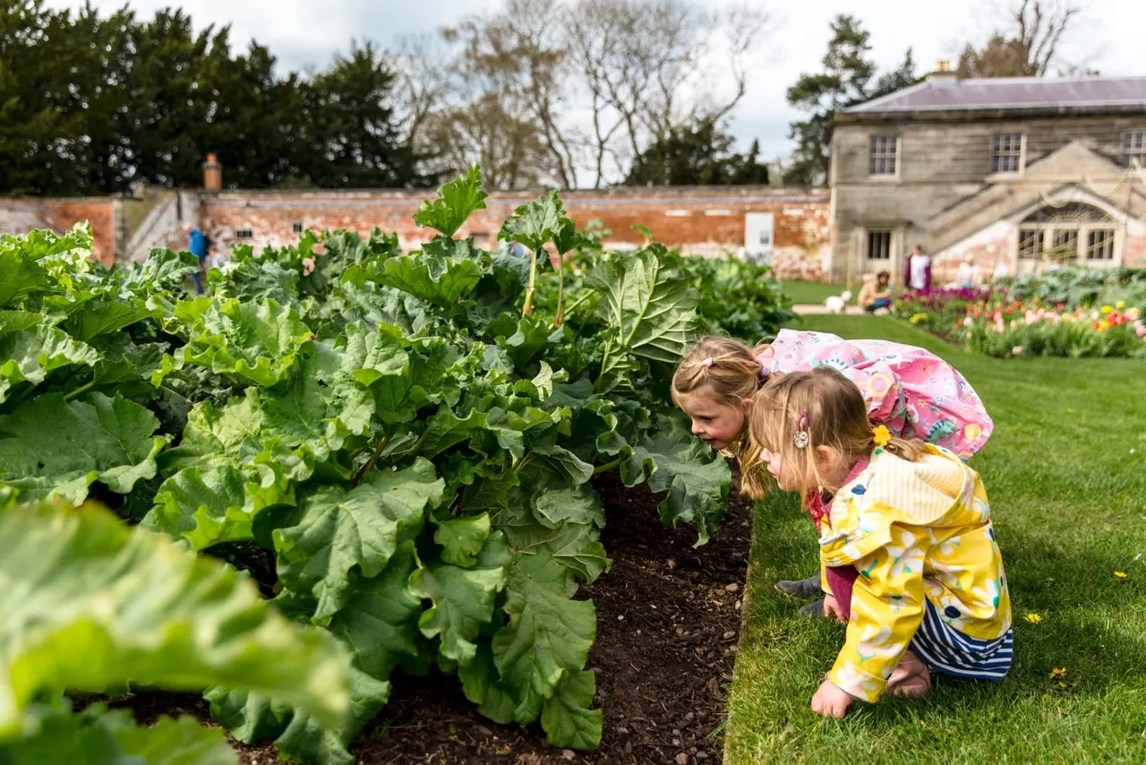 Two young children examining vegetable plants in a walled kitchen garden at a historic estate.