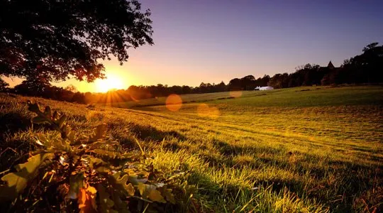Sunset over open grassland with trees silhouetted against golden sky and distant buildings.