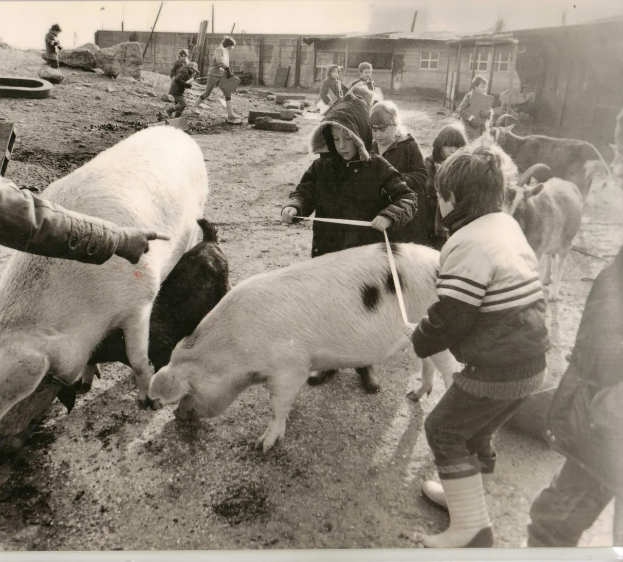 Children leading and interacting with goats in a farmyard enclosure.
