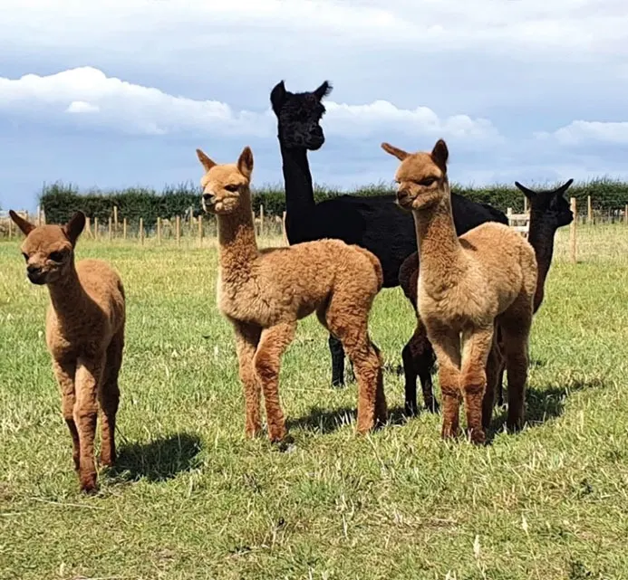 A group of alpacas in various colours standing in a grassy paddock under blue sky with clouds.