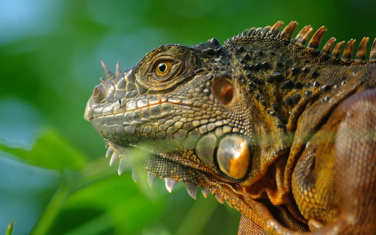 Close-up of an iguana's head and neck showing detailed scales, spines and golden eye against blurred green foliage.