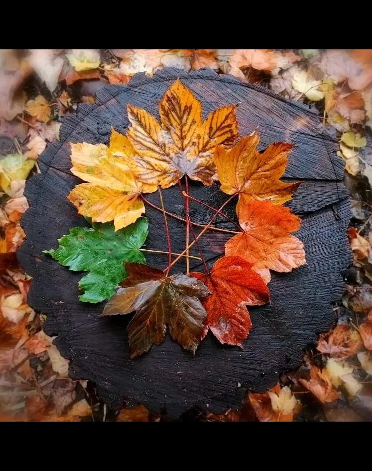 Forest School & Outdoor Learning in Norwich