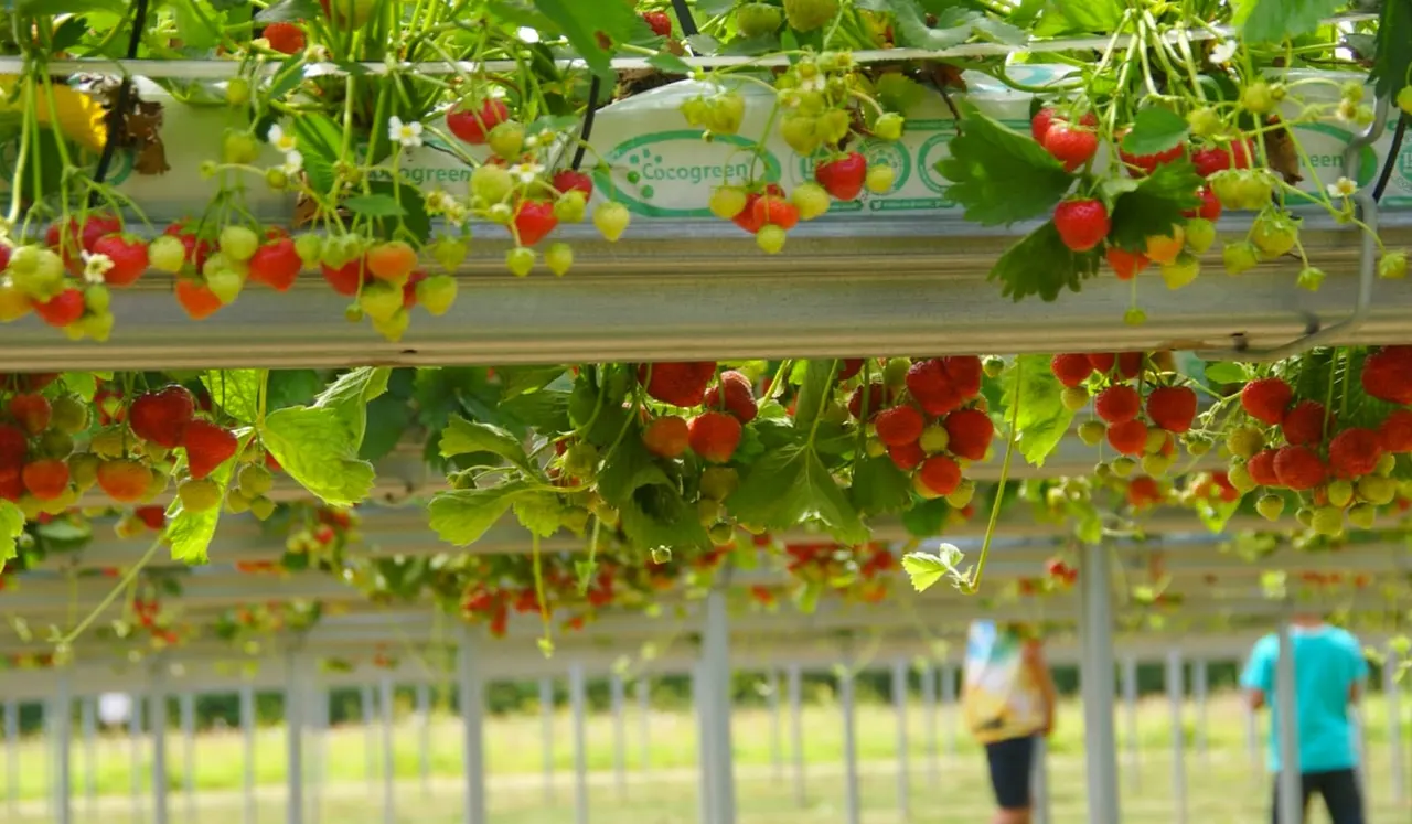Strawberry plants with ripe red and ripening yellow berries hanging from hydroponic gutters in a polytunnel, visitors below.