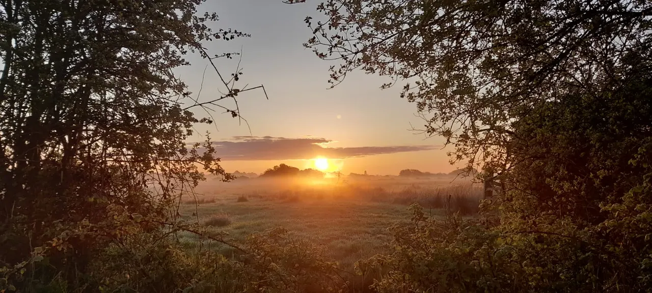 Sunrise over misty marshland framed by overhanging tree branches and autumn foliage.