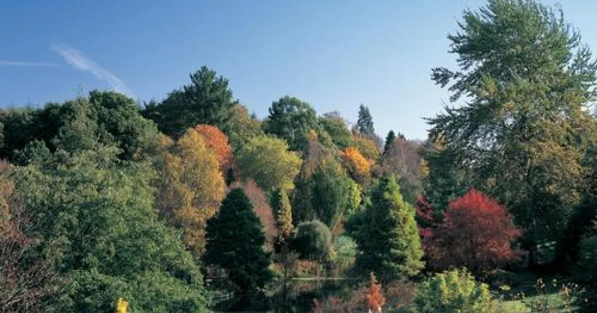 Autumn woodland landscape with mixed evergreen and deciduous trees displaying golden, orange and red foliage against clear blue sky.