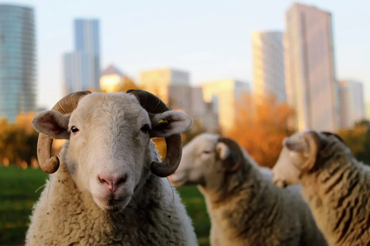 Sheep grazing in a park with a city skyline and autumn trees in the background.