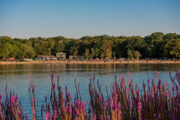 Purple flowering plants in foreground with calm water, crowded beach and tree-lined shore beyond.