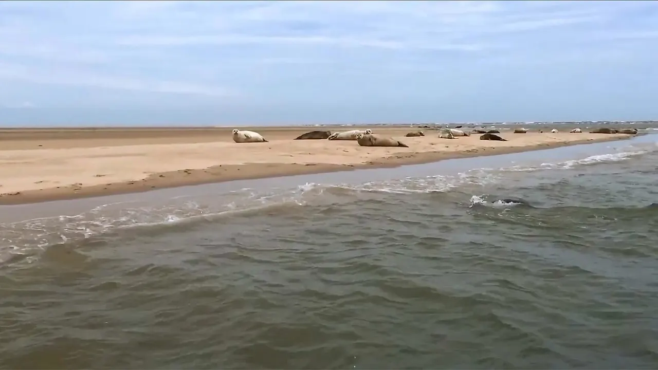 Seals resting on a sandy beach beside shallow water with waves rolling in.