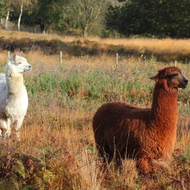 A white and a brown llama standing in a dry grassland field with trees in the background.
