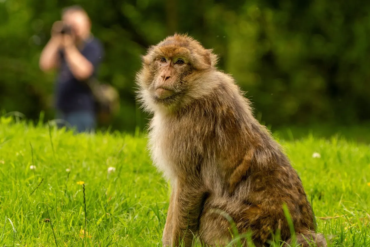 Monkeys in Trentham Monkey Forest