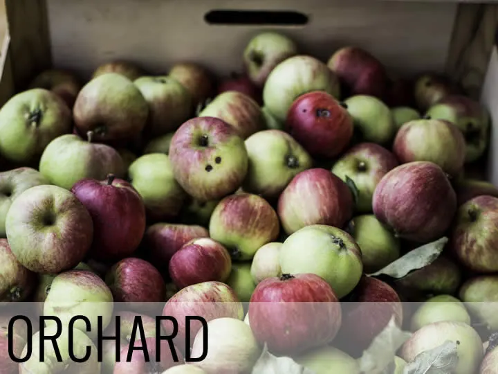 Pick-Your-Own & Pumpkin Patches in Bromley