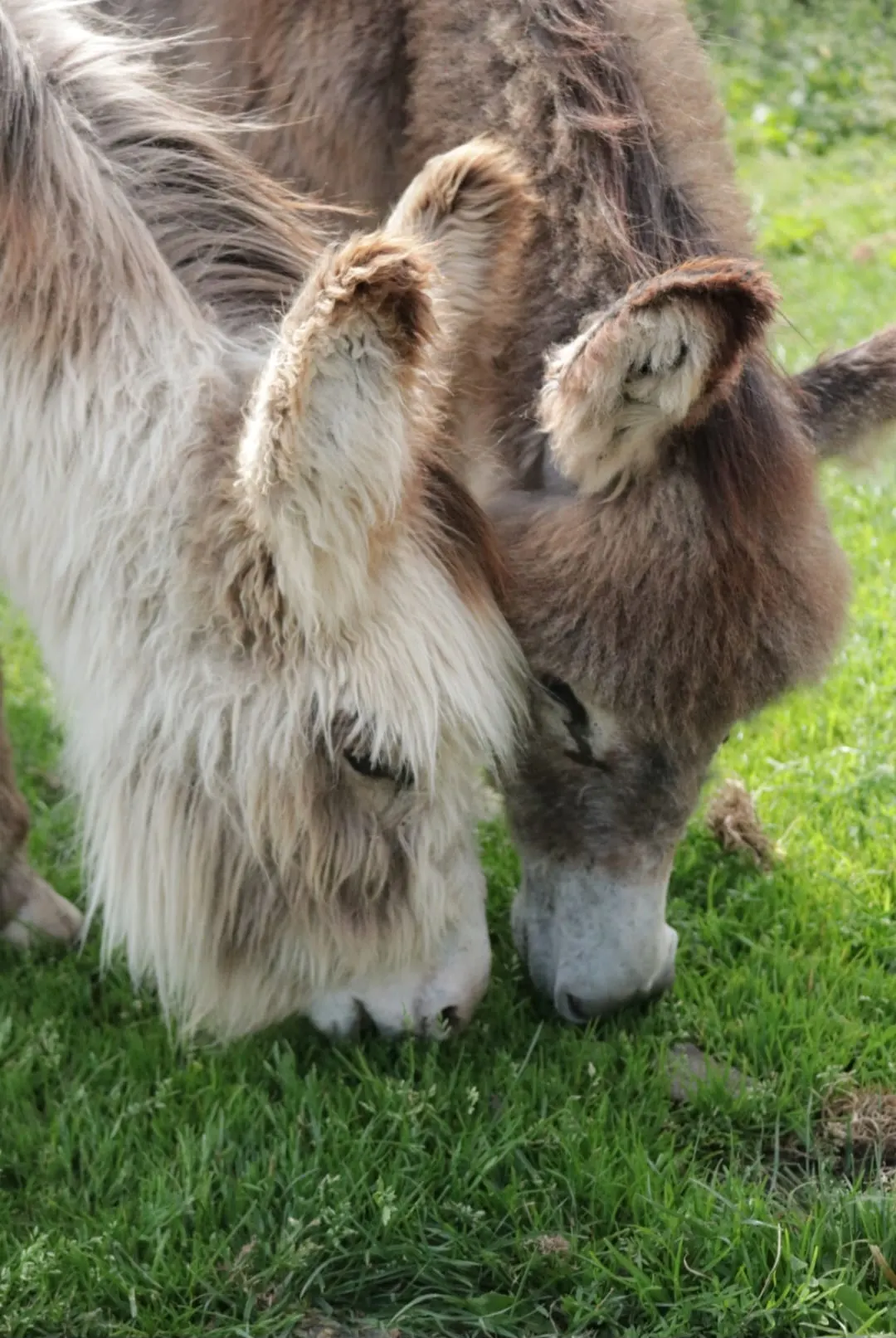 Adult and young goats grazing together on grass.