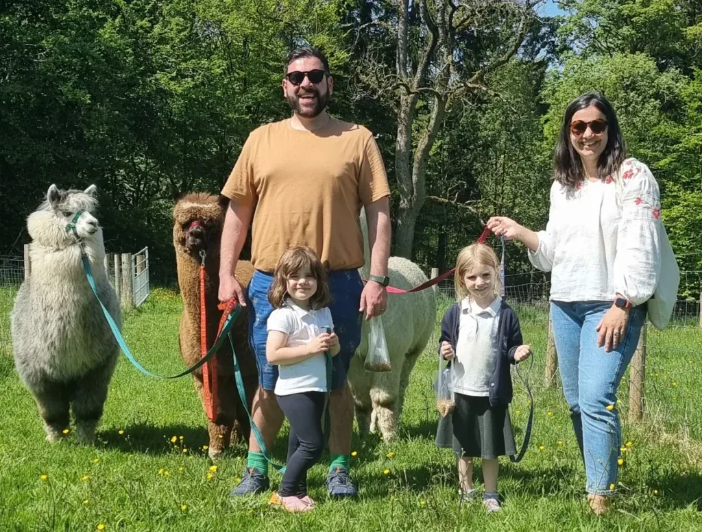 Family with two young children holding leads for two llamas and an alpaca in a green field.
