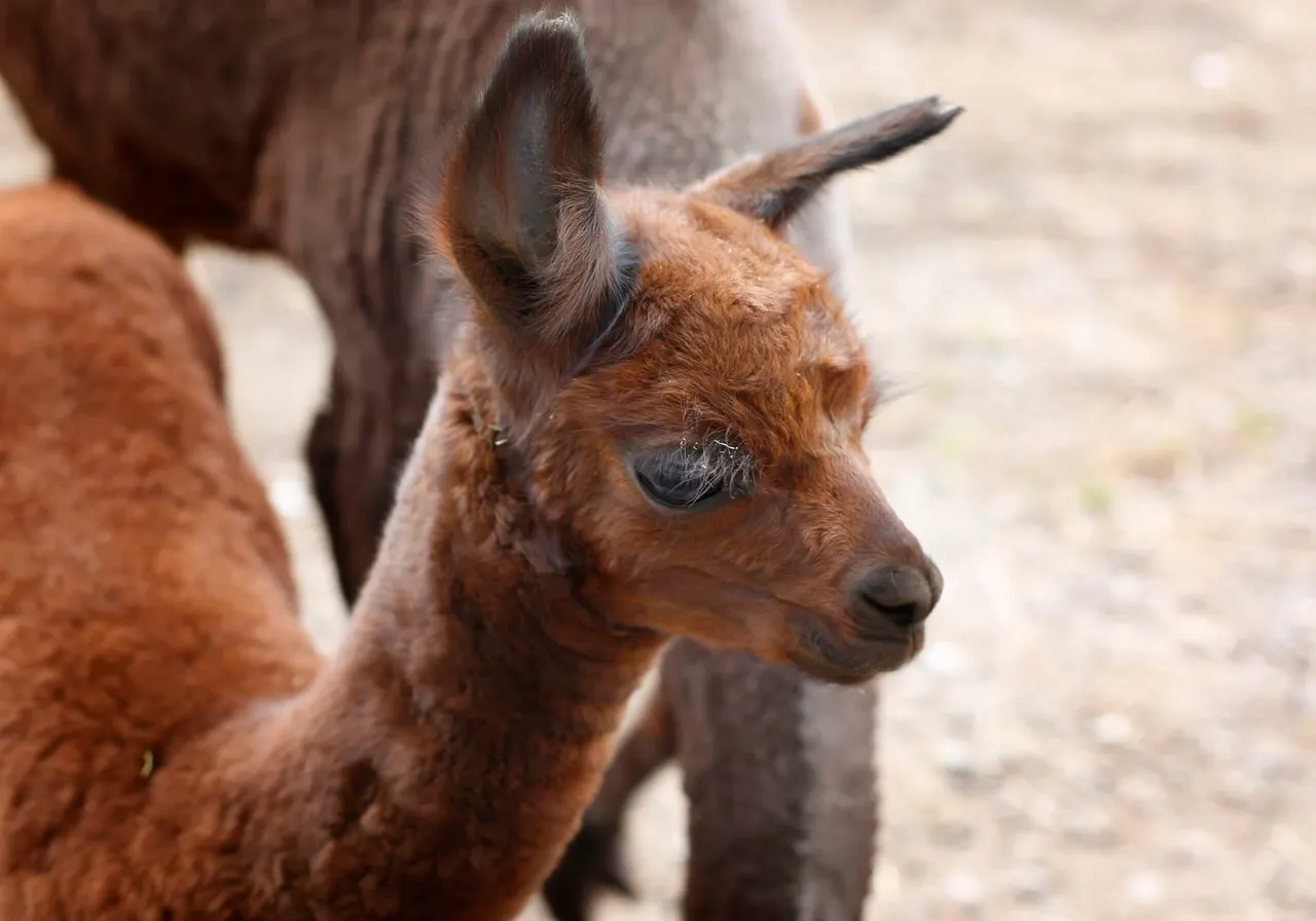 Close-up of a brown goat with large ears standing in an outdoor enclosure.