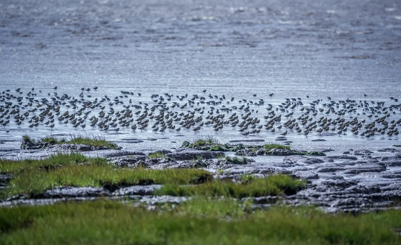 Large flock of wading birds resting on mudflats and shallow water at a coastal wetland site.