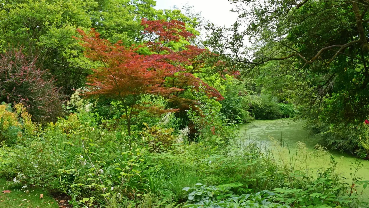 Lush garden landscape with pond, featuring red-leafed tree amid dense green vegetation and surrounding trees.