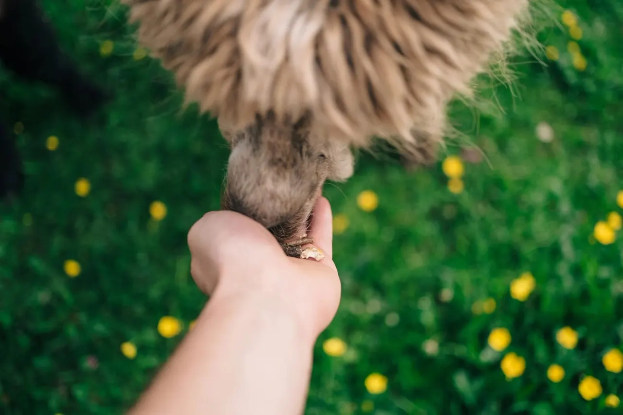 A long-haired alpaca being held in someone's hands over a grassy meadow with yellow flowers.
