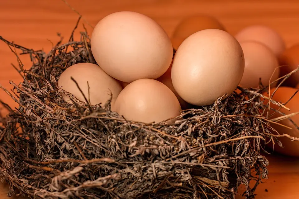 Brown eggs nestled in dried straw and twigs against an orange background.