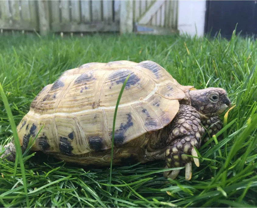 A tortoise on short grass with fencing in the background.
