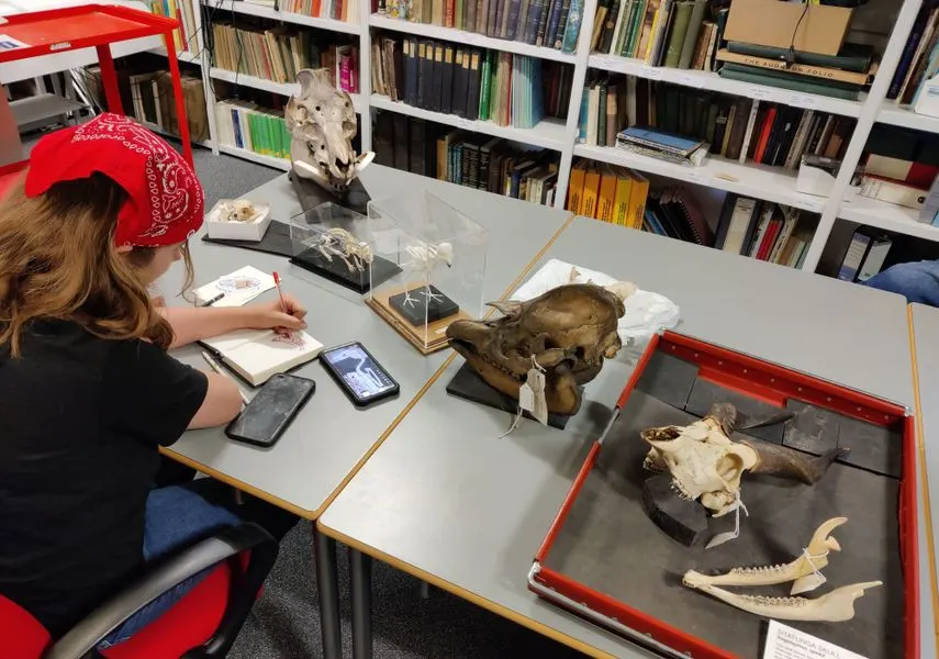 Child in red hat examining animal skulls and bones displayed on tables in a library setting with bookshelves behind.