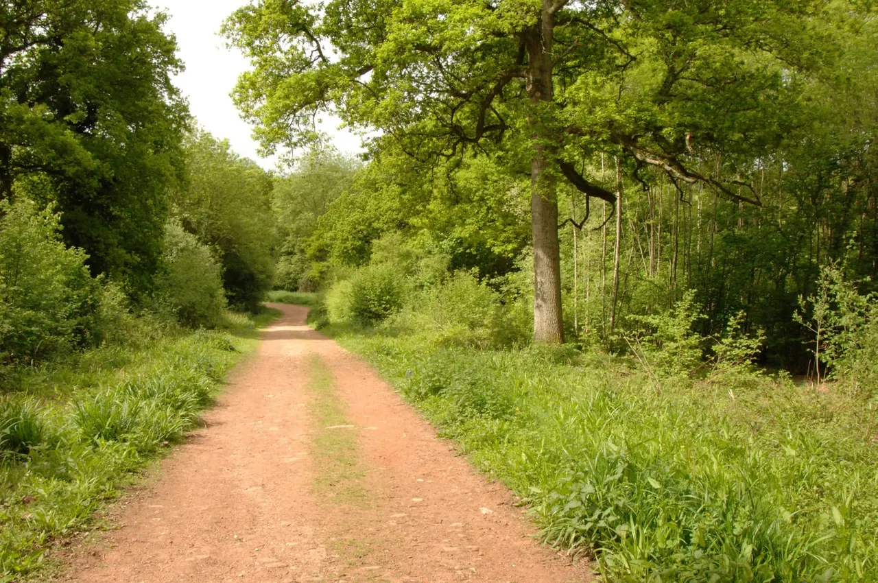 A reddish-brown woodland track lined with lush green trees and vegetation stretching into the distance.
